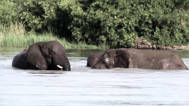 African and Asian Elephants