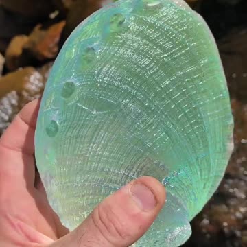 Colour Changing Shell Found in Ocean
