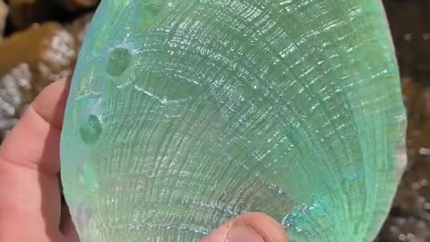 Colour Changing Shell Found in Ocean