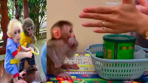 Absolutely Lovely pets #animals #fyp #viral #trend #monkey #cats #dogs #puppies #reels #monkeys #12