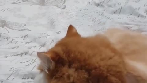 🙏❤🎉🎉🎉🎊🎊🎊️SWEET AND FUNNY ANIMALS SHOTS 🙏❤️❤️🎉🎉🎉🎊🎊🎊