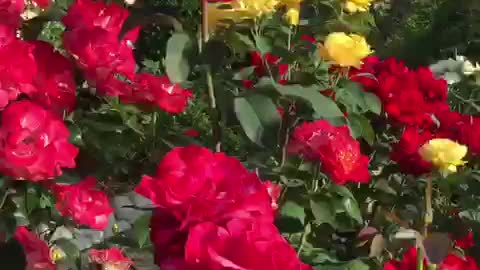 Dick Clark Grandiflora Roses
