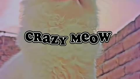 Meow 😻 meow crazy meow