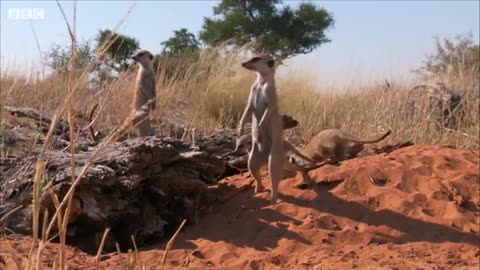 Snake-bitten Meerkat Returns Home | BBC Earth