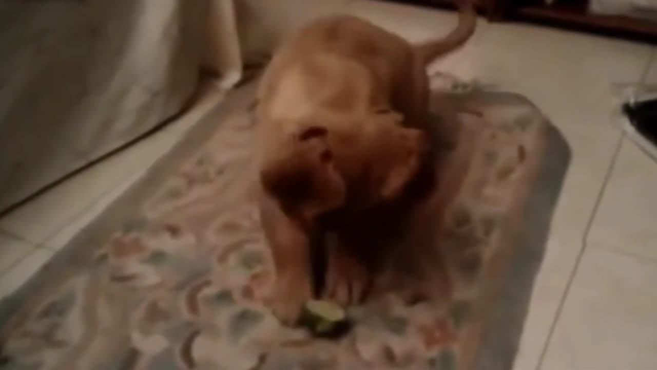 Dogs and Cats and their Funniest Reactions