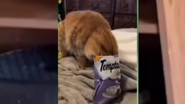 cat funny videos tiktok cat funny videos and dog funny videos