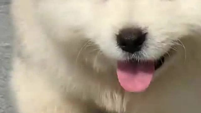 One of the best beautiful puppies๐๐๐