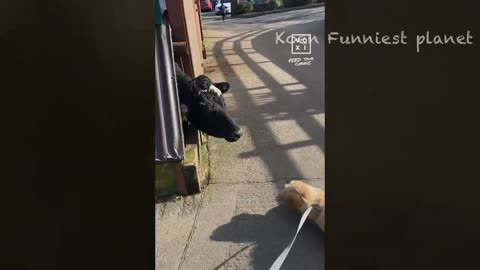 Funny Dogs and Cats Video