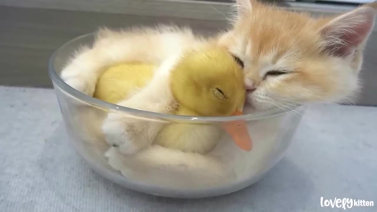 Kitten hugged little duck tightly, because he afraid that she'll leave