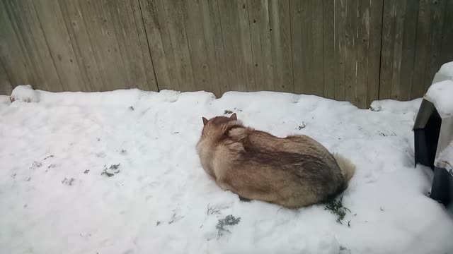 Avalanche the Malamute is not bothered by dogs barking at him he's such a good boy.