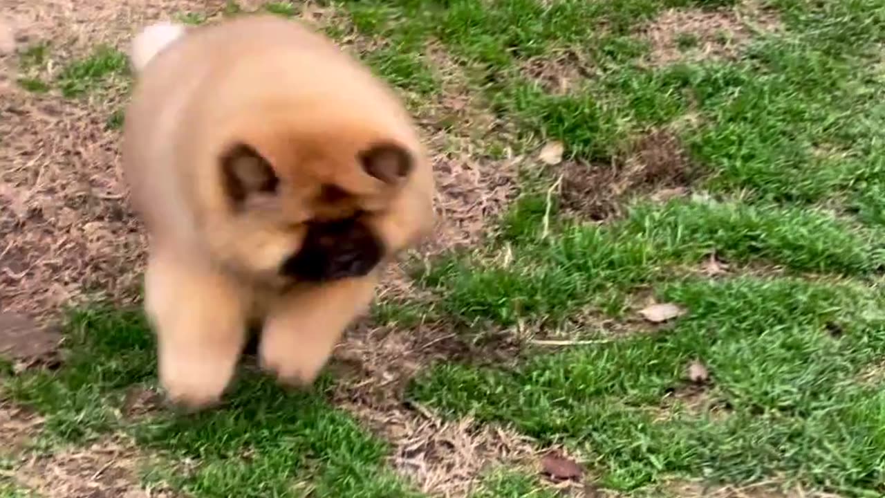 Cute Pet Dog Funny Movement