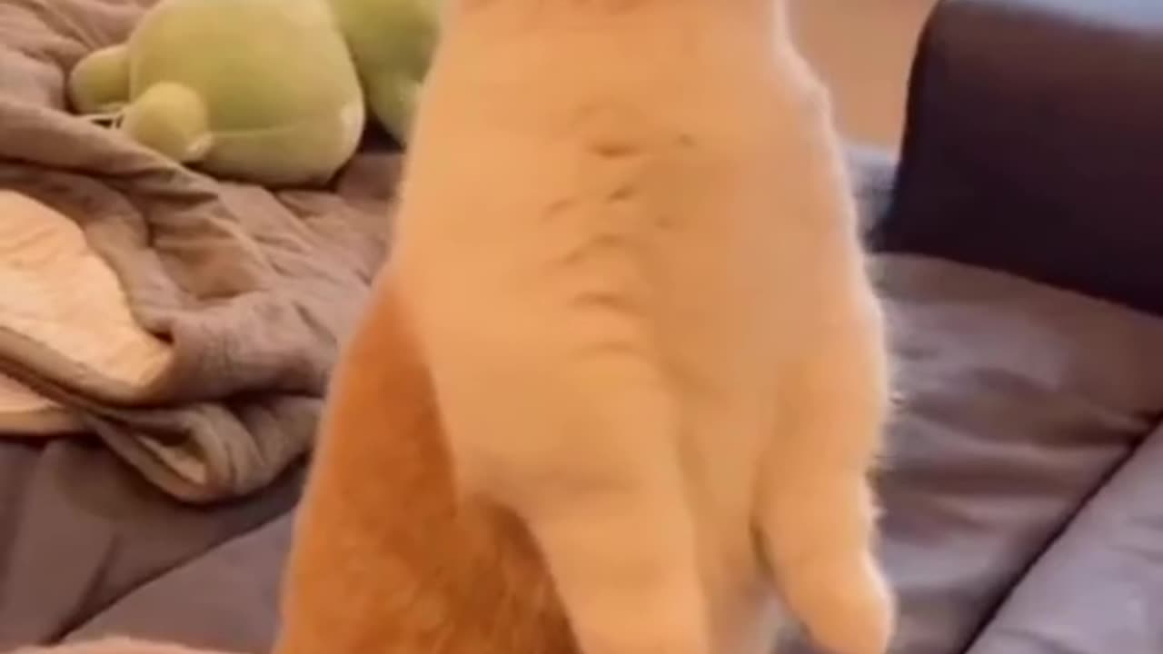 Funny Cat videos