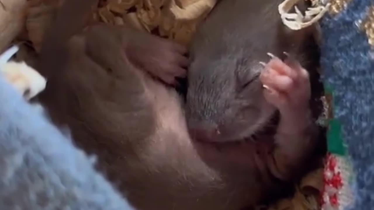 A family adopted a baby stoat that lost its mother on the street