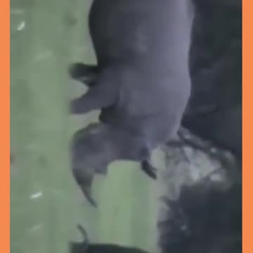 Buffalo VS Rhino - Búfalo VS Rinoceronte - Cortes Acervo GMK