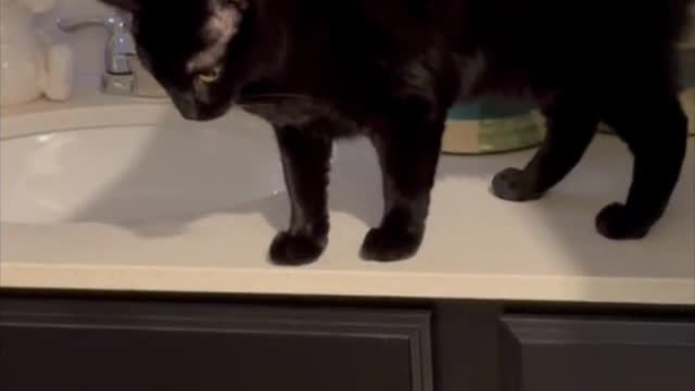 Adopting a Cat from a Shelter Vlog - Cute Precious Piper Explores the Bathroom Countertop #shorts