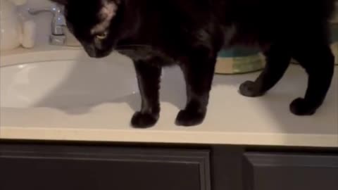 Adopting a Cat from a Shelter Vlog - Cute Precious Piper Explores the Bathroom Countertop #shorts