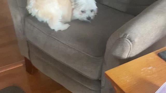 Adorable Two-Legged Dog Jumps Up on Chair