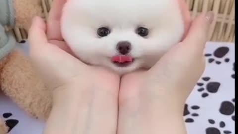 Cute dog