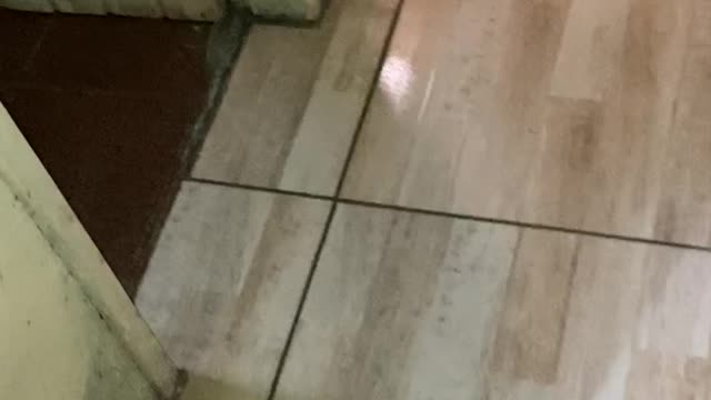 Kitten's Adorable Sneak Attack