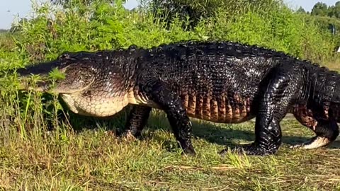 Crocodile the dangerous sea animal