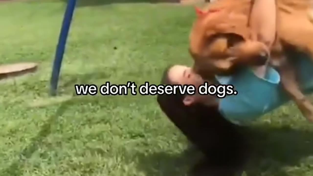 Dog always our family member look at this video... heart touching video