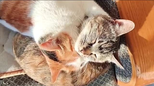 How to understand humanA kiss