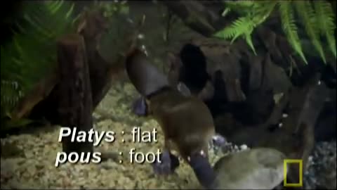 Platypus Parts | National Geographic