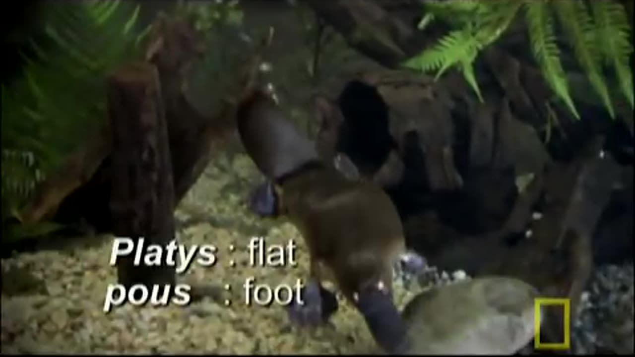 Platypus Parts | National Geographic