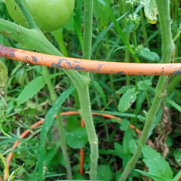 Louisiana Creole Tomato