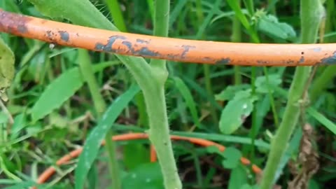 Louisiana Creole Tomato