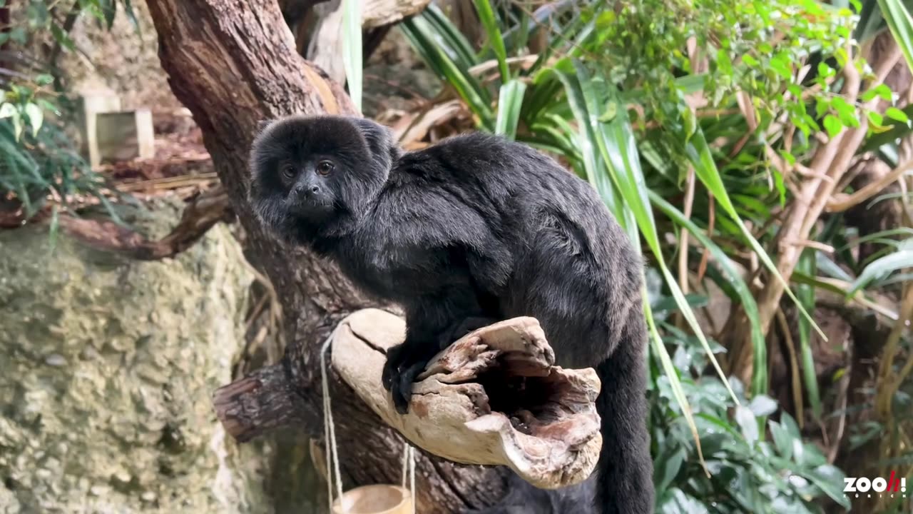 HAPPY TAIL: Adorable Goeldi's Marmoset Monkey Threatened With Extinction Finds New Home In Swiss Zoo