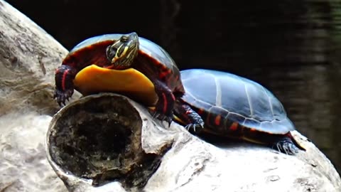 Painted Turtles