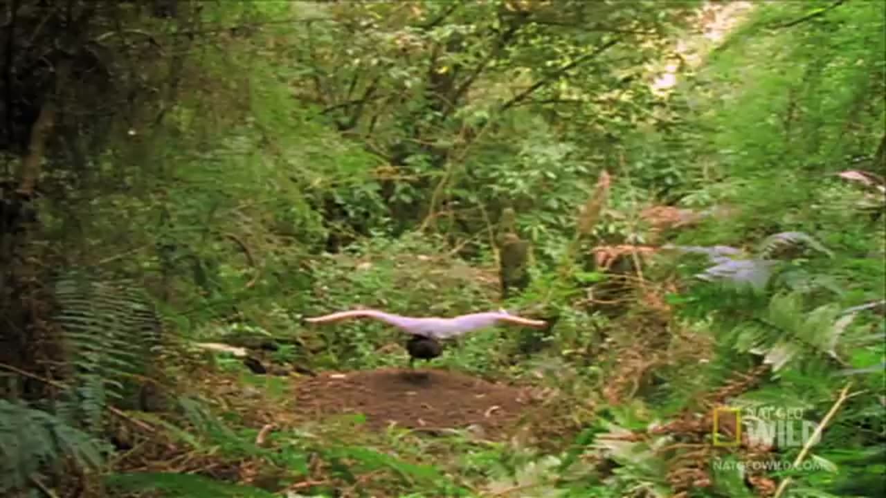 Bird Mimics Chainsaw, Car Alarm and More | World's Weirdest