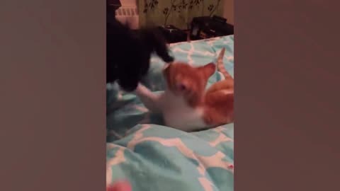 funny cats 6