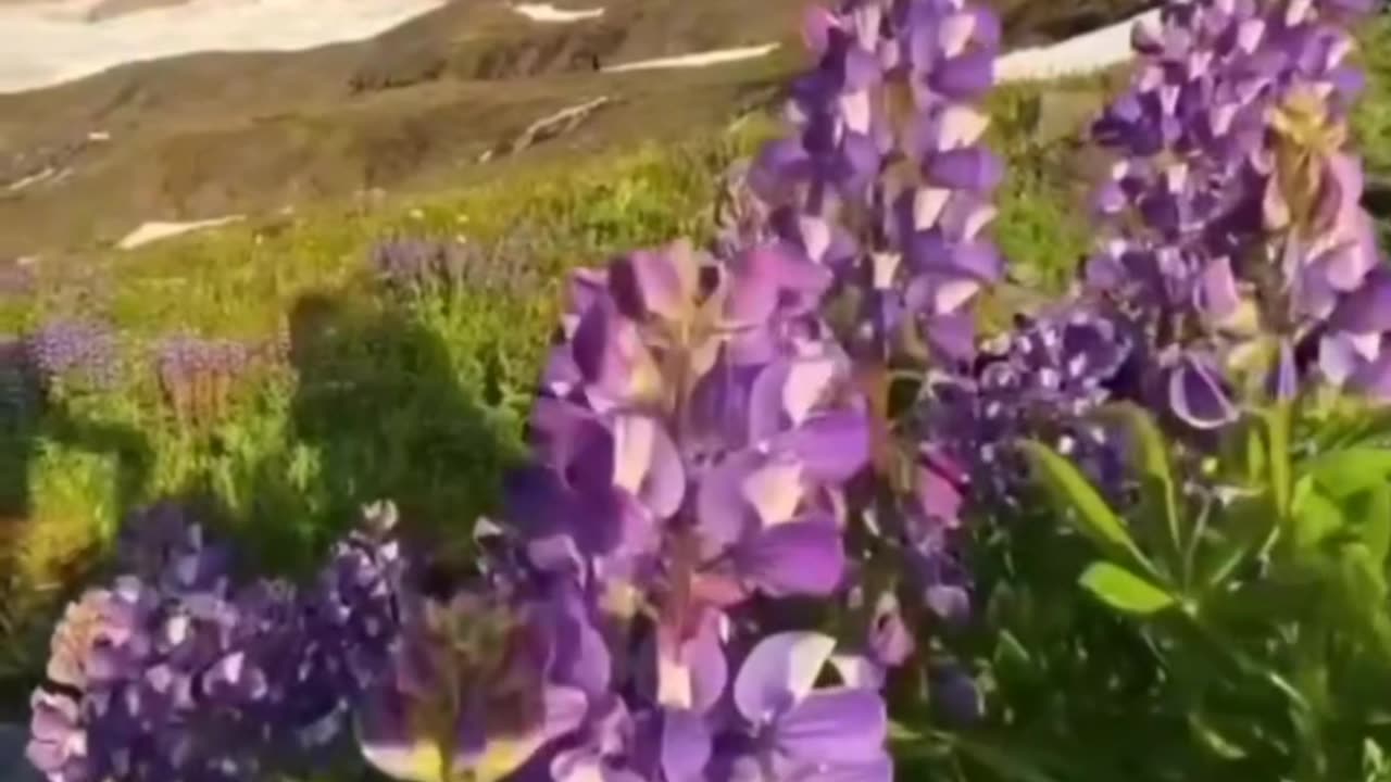 Flower video