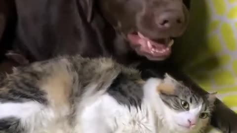 Funny animals - Funny cats / dogs - Funny animal videos