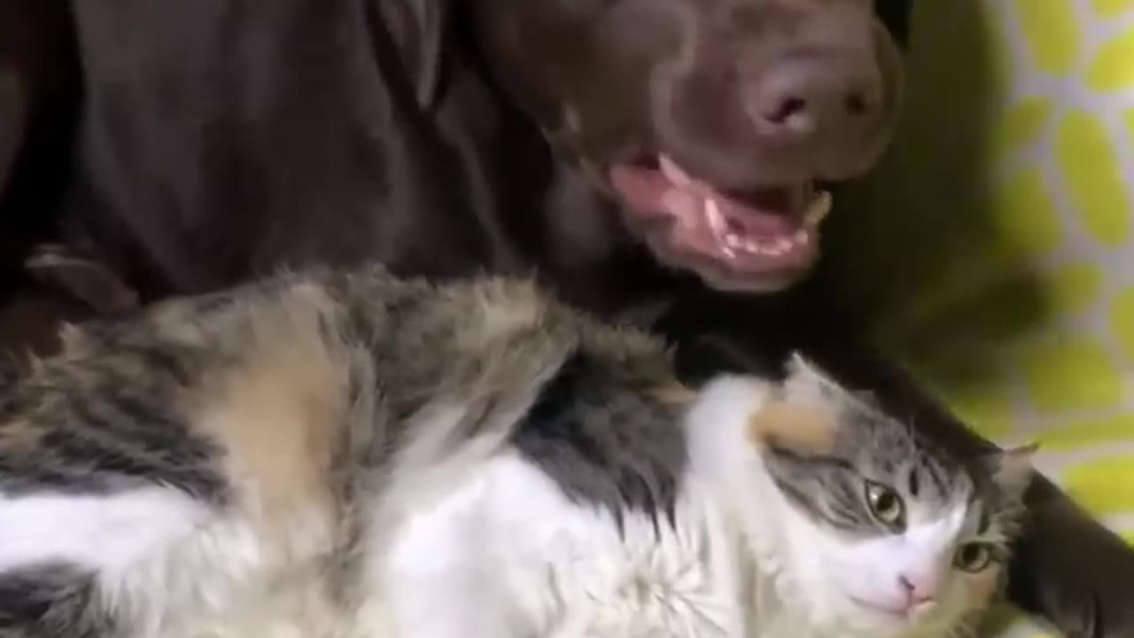 Funny animals - Funny cats / dogs - Funny animal videos