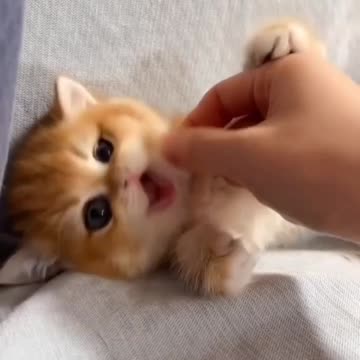 Fanny cat videos | kitty cat video | Cute cat videos | Pet Animal Videos |