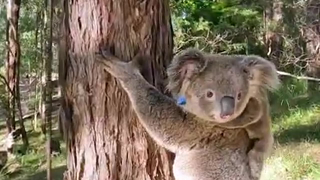 Rescued Koala Released Back 🐨🥺