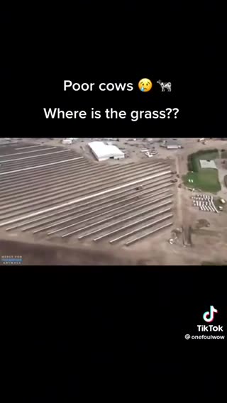 This is crazy... and we eat them? Poor cows man