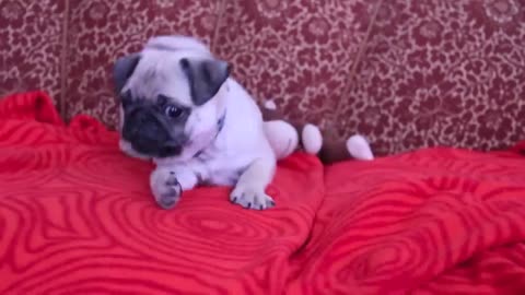 Pug dog.. pug barking.