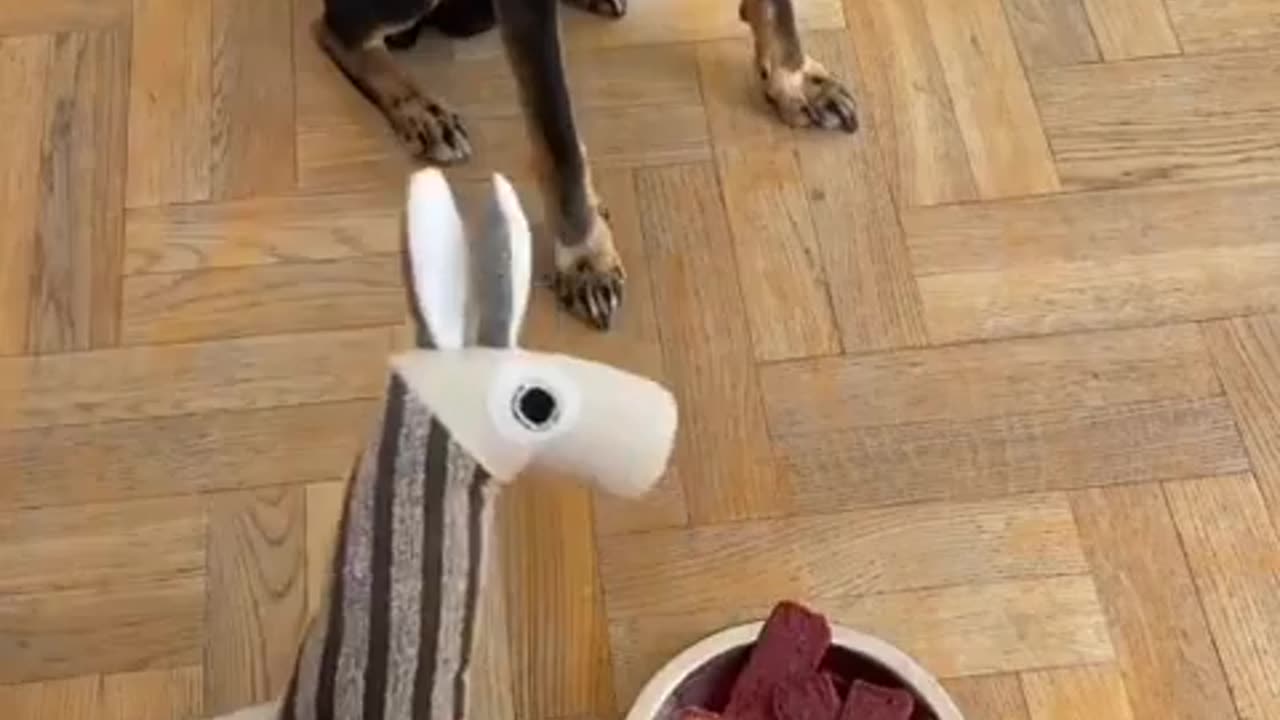 Trending cute and funny animals