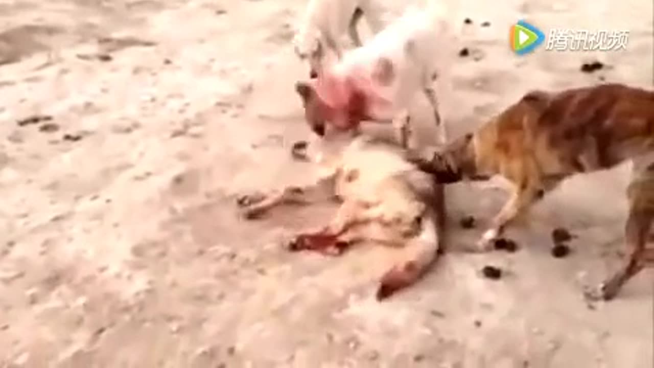 Dogs kill a wolf