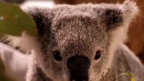 Koala Lovers ❤👀❤