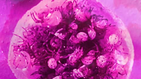 Spider Eggs In Bubble Gum