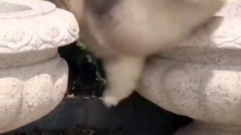 Super Cute Chow chow