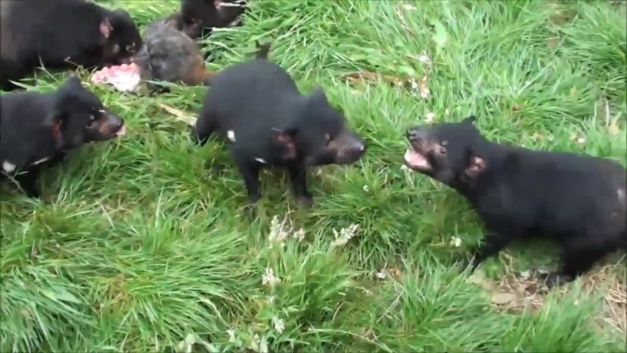 fight between tasmanian devils