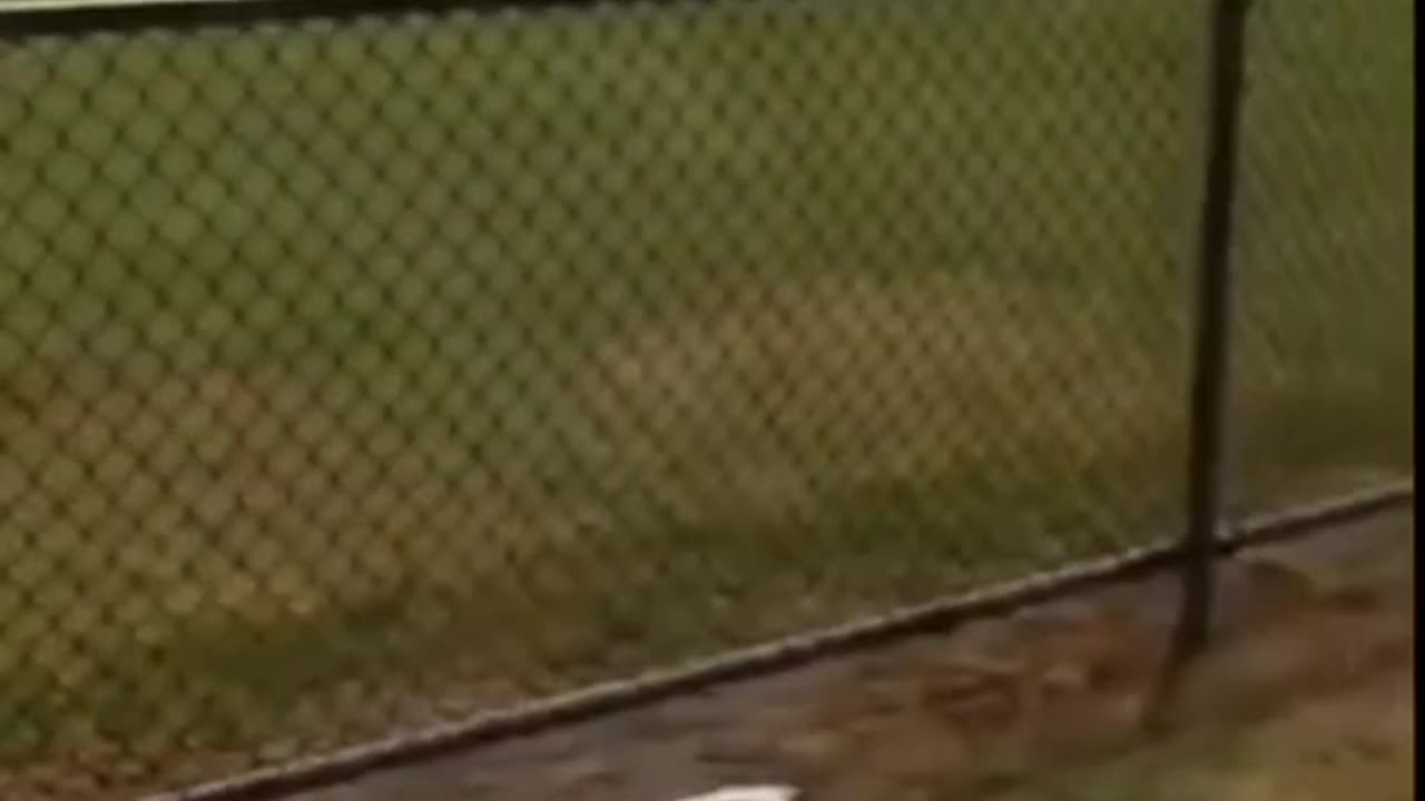 #funny #neiperte #funnyvideos #funnyreels #funnymemes #funnymoments #short #funnycats