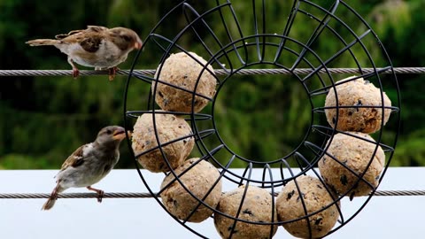 Amazing Birds - Music - Explore Nature