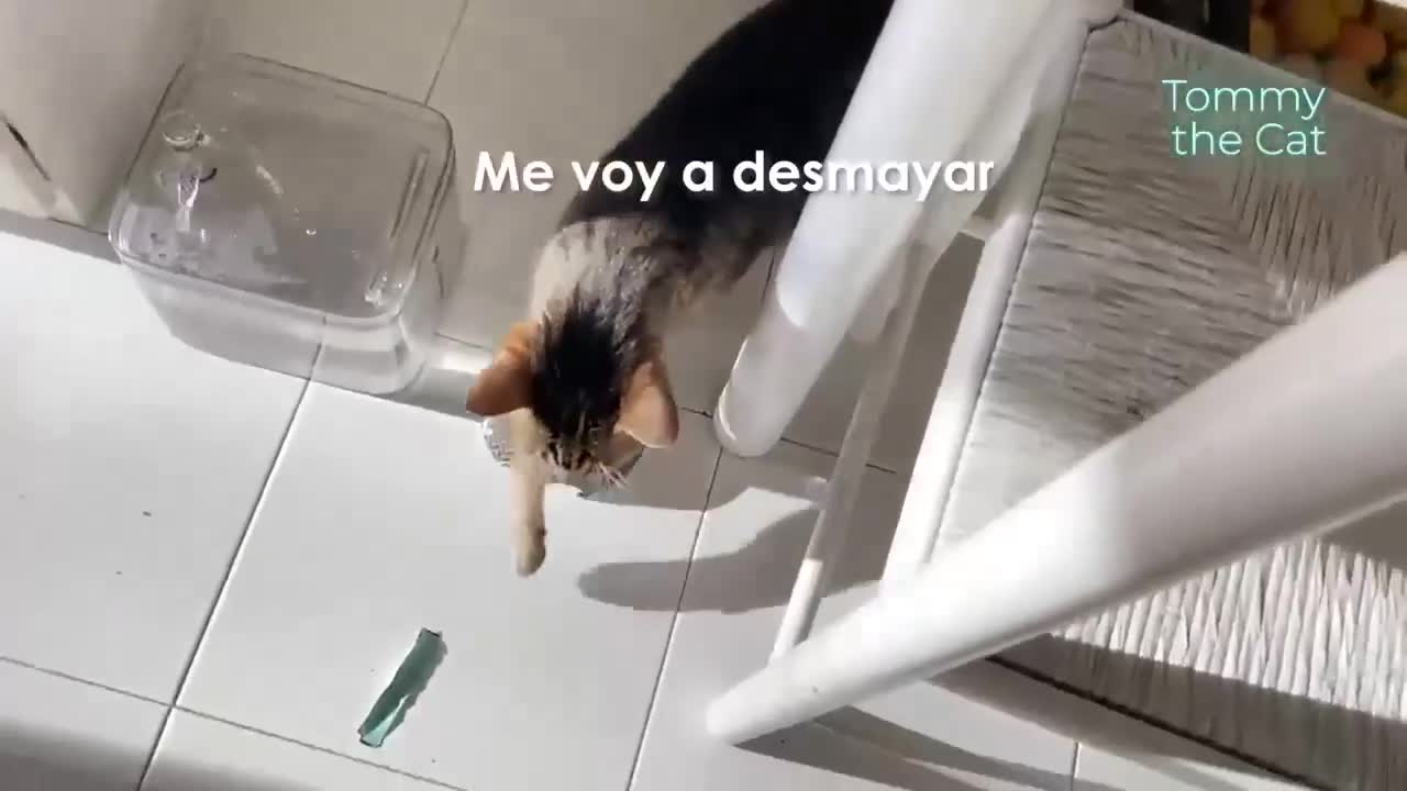 Why my Cat woke me up at 5 a